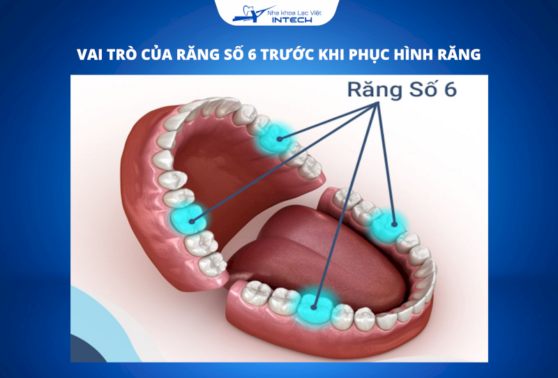 Răng số 6 giữ vai trò chủ lực trong hoạt động nhai và góp phần ổn định cấu trúc xương hàm