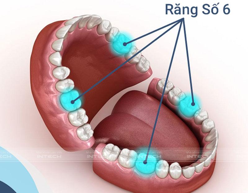 Răng số 6